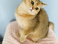 Kucak delisi british shorthair
