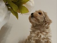 Kore maltipoo yavrular