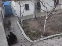 Alman kurdu yavruları