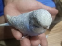 Ele alıştırmalık Jumbo kırıkları kuşlarımız