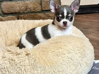 Dnya Tatlısı Chihuahua Yavruları