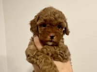 Toy poodle dişi yavru