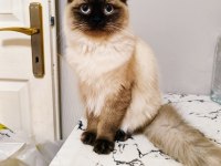 Anne Ragdoll Baba British Shorthair