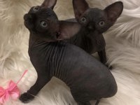 sphynx sfenks dişi erkek
