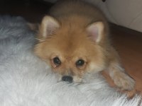 Pomeranian spitz 2 yaşında