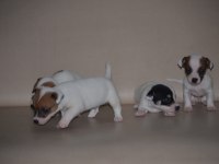 Safkan ırk garantili jack russell yavruları
