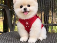Orjinal Pomeranian Boo Yavrumuz Bella