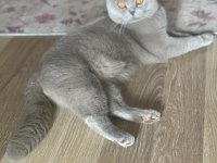 Yetişkin scottish fold