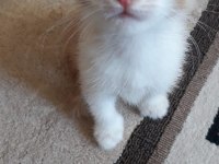 5 adet yavru sarman kedi