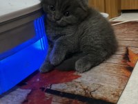 2 AYLIK SCOTTISH FOLD KEDILER