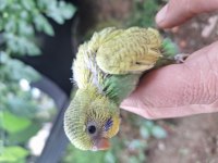 Rainbow yavru ve tekleme muhabbet kuşlar