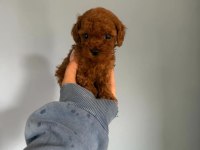 Toy Poodle Safkan Premium Yavru Köpekler