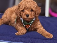 En güzel poodle bebeklerimiz sizlerle