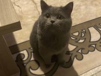 British Shorthair Erkek