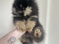 Pomeranian boo black &tan