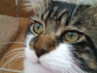 Main Coon Erkek Kedimiz
