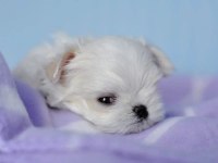 Korean morkie puppies (cheap) 1.5 kg
