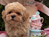 Maltipoo Safkan Köpeği