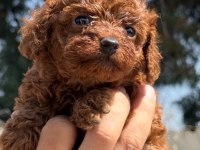 Kore toy poodle yavrularımız 