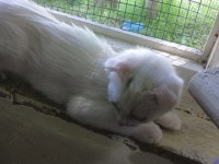 Kırık kulak scottish fold