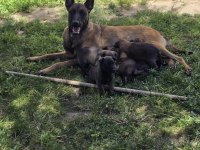 Belçika Malinois Üst Kalite Erkek Dişi Yavrularımız