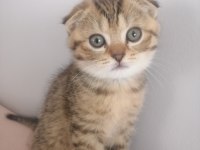 2 Aylık Yavru Scottish Fold