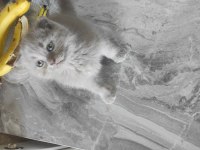 Scottish fold sıfir kulak