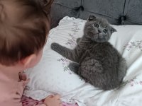 Sevimli kedimiz yeni yuvasına gitmeye hazır