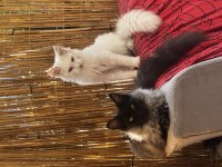 Gri yele maine coon isteyenler