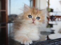 SAFKAN VE SECERELİ SOSYAL OYUNCU GOLDEN SHADED KEDİMİZ