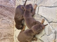 Doberman yavrularımız