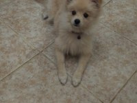 Sevimli Ve Akıllı Pomeranian