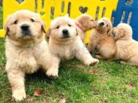 Irk Ve Sağlık Garantili Golden Retriever Bebekler