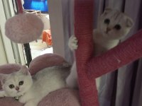 Scottish Fold Lilac Silver Tabby. Safkan bebek Catteryden