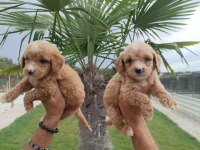MALTİPOO SAĞLIK GARANTİLİ YAVRULAR