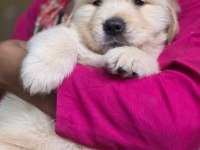 Golden Retriever Bebeklerim Yeni Ailesini Arıyor