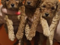 3 adet poodle yavrumuz sahiplendirilecektir
