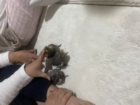 Bir aylık üç sultan papağanı