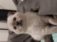 3 aylık scottish fold