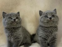 Ayı Surat Brıtısh Shorthair Yavrularım 