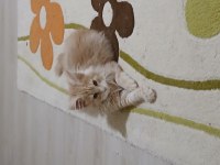 Ds22 Beş aylık dişi maine coon