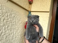 A Kalite Safkan Scottish Fold Blue