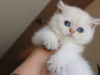 Muhteşem British Shorthair Mavi Göz Golden Point