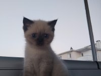2 aylık yavru british shorthair