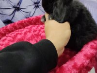 Cüce tavşan minilop ve teddy lop tavşan