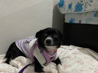 Dişi Rus Finosu Köpeğimiz