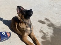 4.5 aylık belçika kurdu malinois ücretli sahiplendirme
