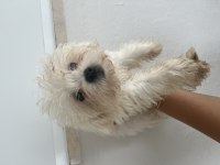 Korekan Maltese Terrier