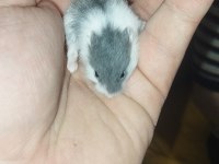 DWARF RENK GÜZELLERİ HAMSTER