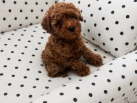 Ev Üretimi Orjinal Toy Poodle
